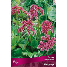 Бадан Абендглут (гибридный)