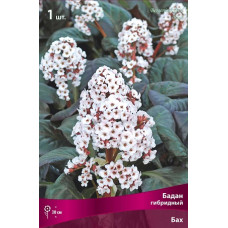 Бадан Бах (гибридный)