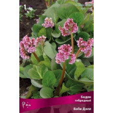 Бадан Бэби Долл (гибридный)