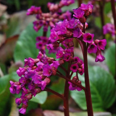 Бадан гибридный Винтерглют  