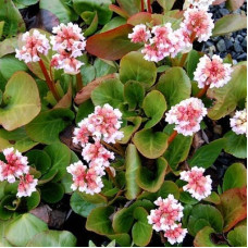 Бадан гибридный Бэби Долл