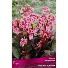 Бадан Мэджик Джайнт