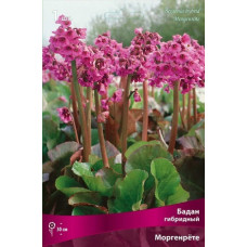 Бадан Моргенрете