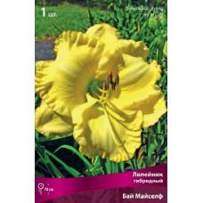 Лилейник гибридный Бай Майселф