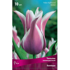 Тюльпан Баллада