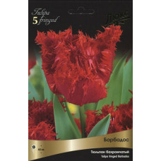 Тюльпан Барбадос 