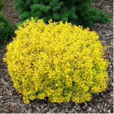 Барбарис Тунберга Голдалита