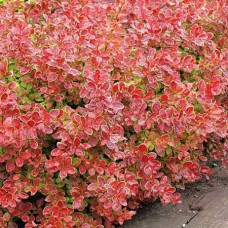 Барбарис Тунберга Коралл