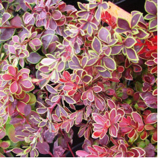 Барбарис Тунберга Коронита