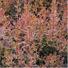 Барбарис Аурикома (оттавский)