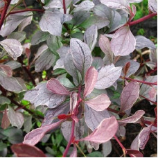 Барбарис Силвэ Майлс (оттавский)