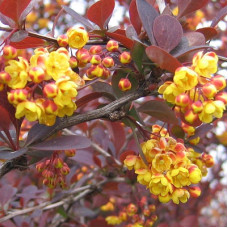 Барбарис Суперба (оттавский)