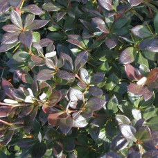 Барбарис средний Паркджювэл