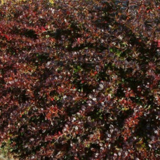 Барбарис средний Ред Джуэл