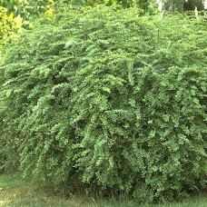 Барбарис Тунберга