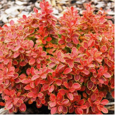 Барбарис Тунберга Адмейриш