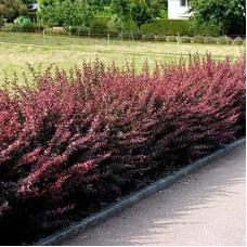 Барбарис Тунберга Атропурпуреа