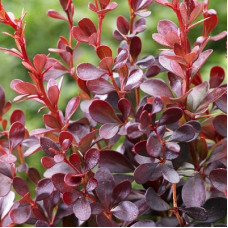 Барбарис Тунберга Дартс Ред Леди