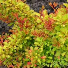 Барбарис Тунберга Диаболикум