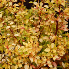 Барбарис Голден Дрим (Тунберга) (серия ЛЮКС)