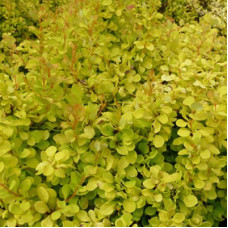 Барбарис Тунберга Голден Наггет