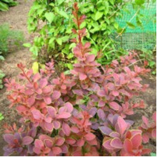 Барбарис Тунберга Голден Ринг