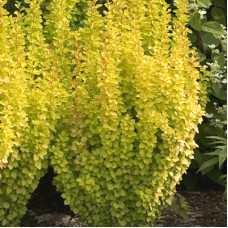 Барбарис Тунберга Голден Рокет