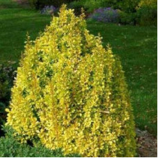 Барбарис Тунберга Голден Точ