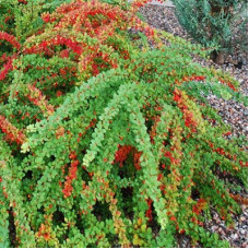 Барбарис Тунберга Грин Карпет