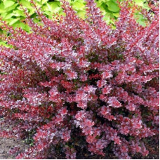 Барбарис Тунберга Кармен