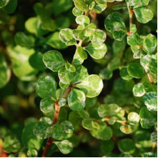 Барбарис Тунберга Келлерис