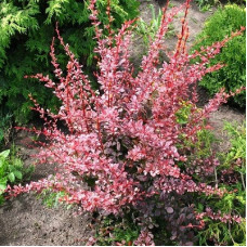 Барбарис Тунберга Харлеквин