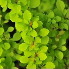 Барбарис Тунберга Мария