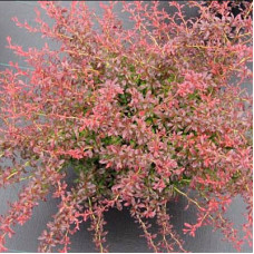 Барбарис Тунберга Оранж Дрим