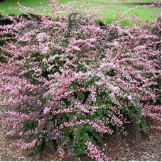 Барбарис Пинк Квин (Тунберга)