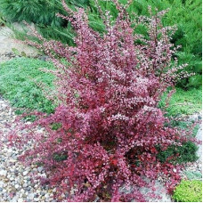 Барбарис Пинк Перфекшн (Тунберга)