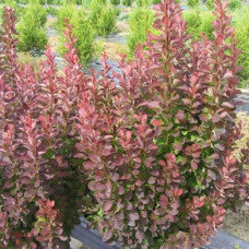 Барбарис Тунберга Ред Рокет