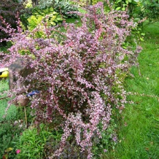 Барбарис Тунберга Роз Глоу