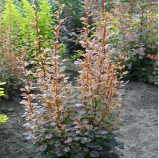 Барбарис Тунберга Рози Рокет