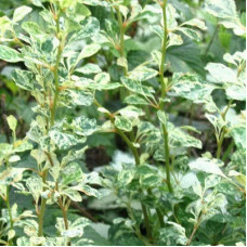 Барбарис Сильвер Бьюти (Тунберга)