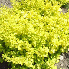 Барбарис Тунберга Спешиал Голд