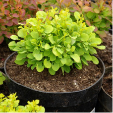 Барбарис Тунберга Тини Голд