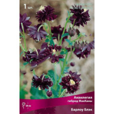 Аквилегия гибрид МакКаны Барлоу Блэк