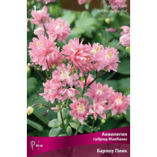 Аквилегия гибрид МакКаны Барлоу Пинк