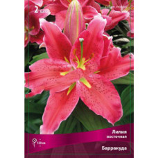 Лилия Барракуда  (восточная)