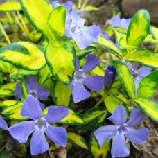 Барвинок малый Ауреовариегата 