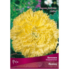 Бегония Йеллоу (бахромчатая)