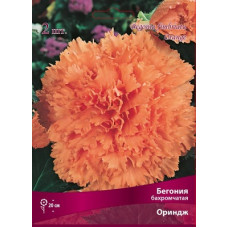 Бегония Ориндж (бахромчатая)