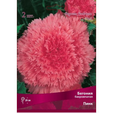 Бегония Пинк (бахромчатая)
