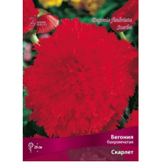 Бегония Скарлет (бахромчатая)